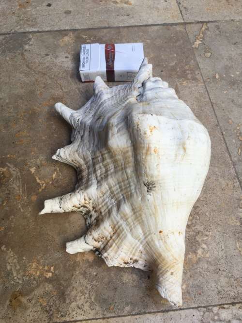 large spider conch sea shell