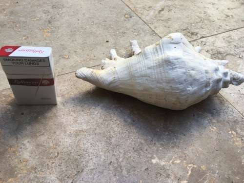 large spider conch sea shell