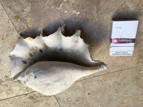large spider conch sea shell