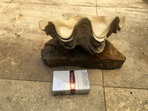 giant clam sea shell fluted on precious stone base , medium