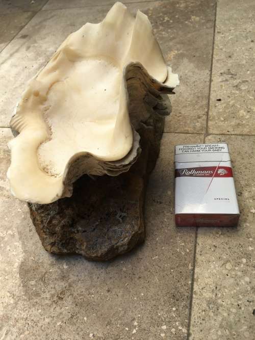 giant clam sea shell fluted on precious stone base , medium