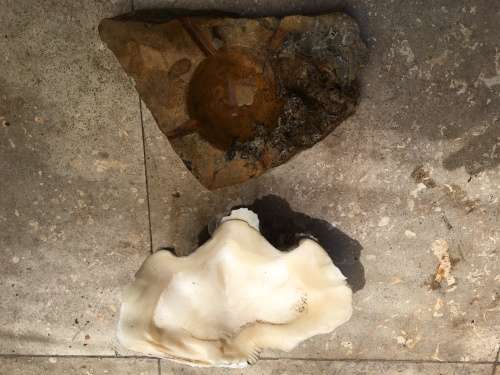 giant clam sea shell fluted on precious stone base , medium