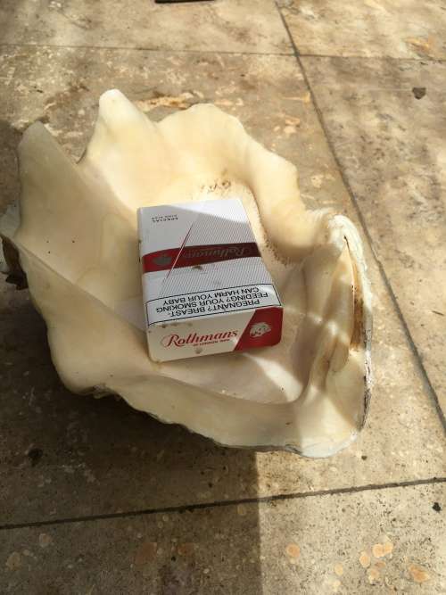 giant clam sea shell fluted on precious stone base , medium