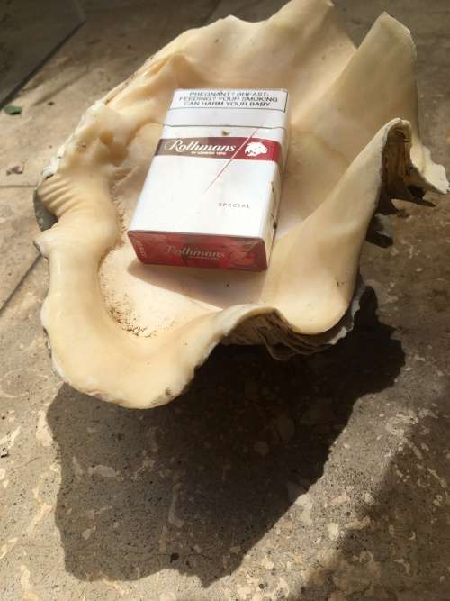 giant clam sea shell fluted on precious stone base , medium