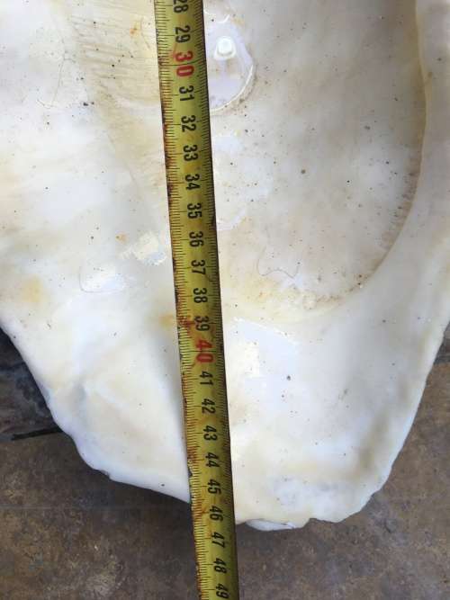 very large 47 cm long giant Clam Sea shell