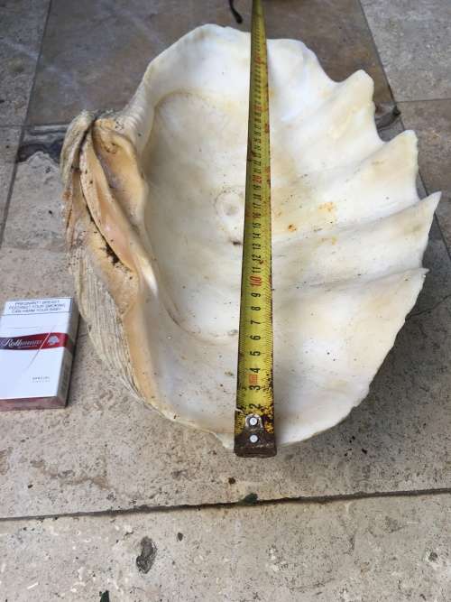 very large 47 cm long giant Clam Sea shell