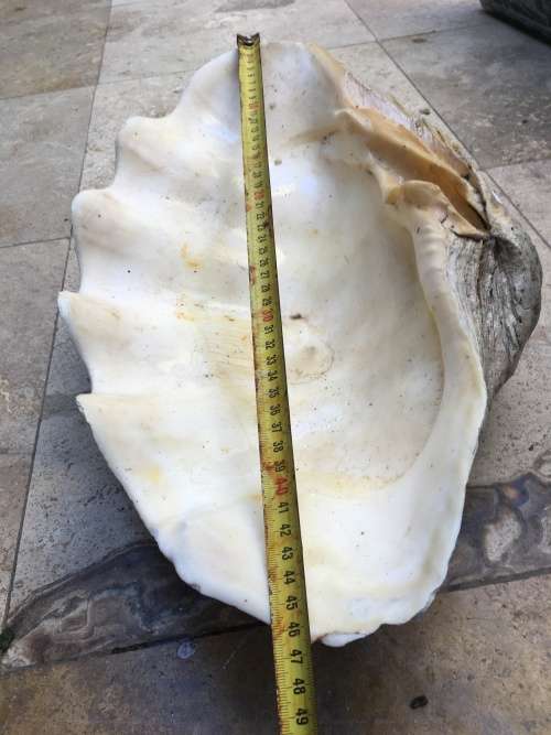 very large 47 cm long giant Clam Sea shell