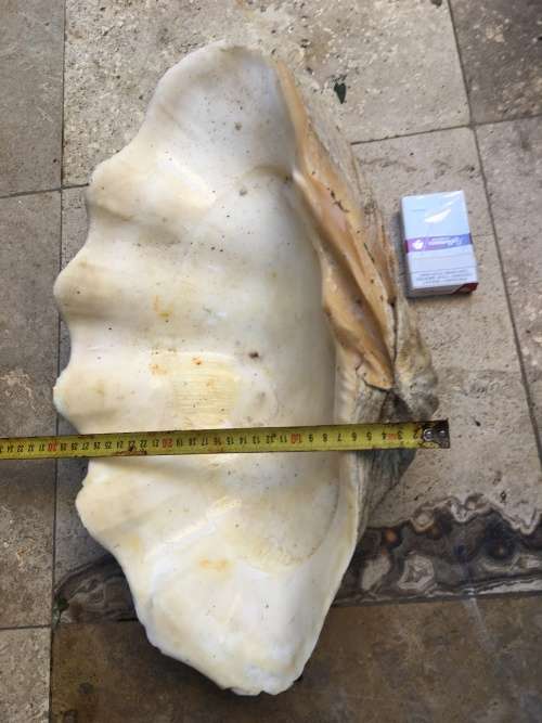very large 47 cm long giant Clam Sea shell