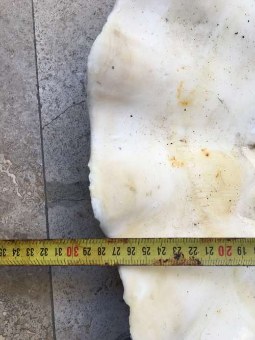 very large 47 cm long giant Clam Sea shell