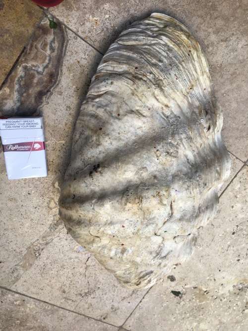 very large 47 cm long giant Clam Sea shell