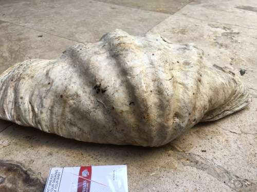very large 47 cm long giant Clam Sea shell