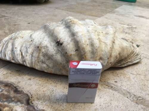 very large 47 cm long giant Clam Sea shell