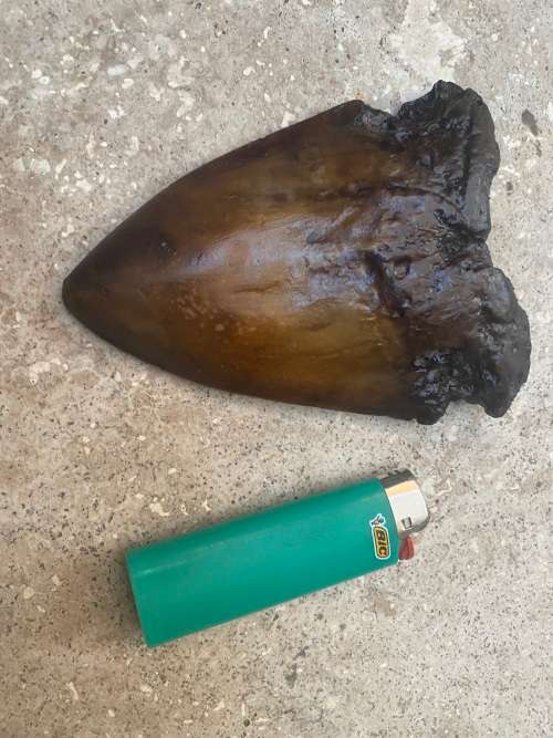 megalodon shark fossil tooth 13 cm