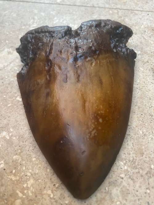 megalodon shark fossil tooth 13 cm