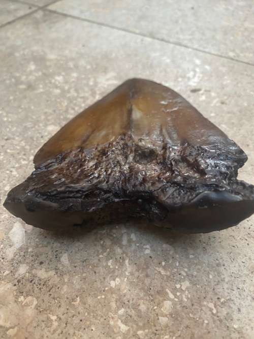 megalodon shark fossil tooth 13 cm