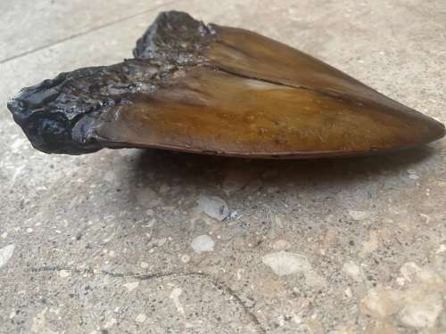 megalodon shark fossil tooth 13 cm