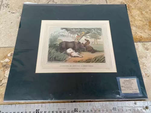 antique hand coloured engraving , anecdote of hunters and rhinoceros 1813