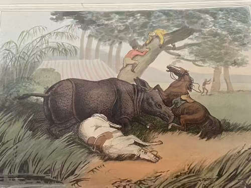 antique hand coloured engraving , anecdote of hunters and rhinoceros 1813