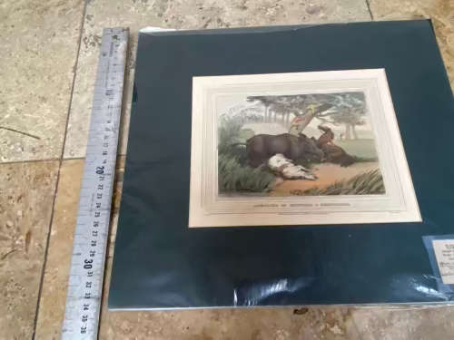 antique hand coloured engraving , anecdote of hunters and rhinoceros 1813