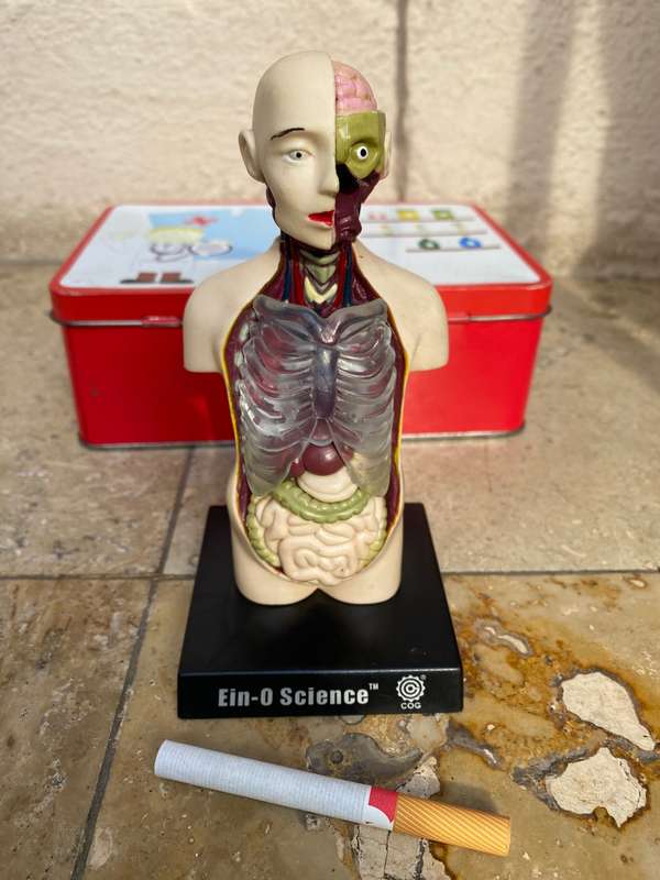 Human anatomy model figure  on stand ein o science