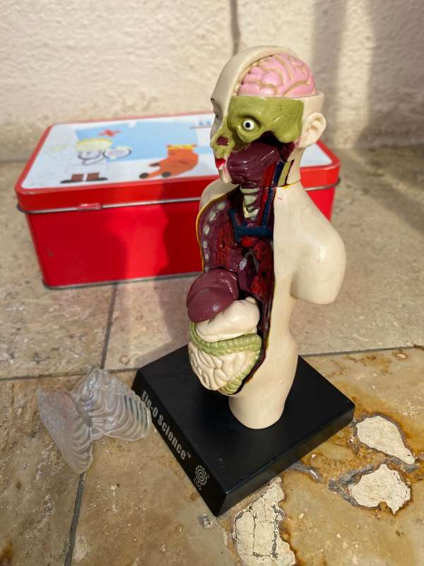 Human anatomy model figure  on stand ein o science