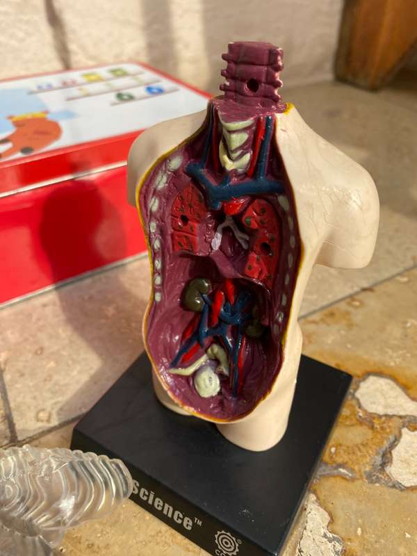 Human anatomy model figure  on stand ein o science