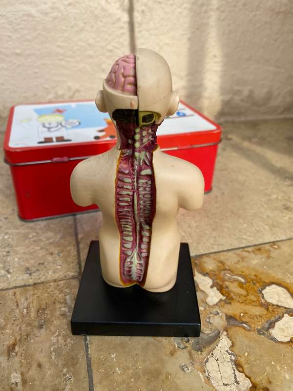 Human anatomy model figure  on stand ein o science