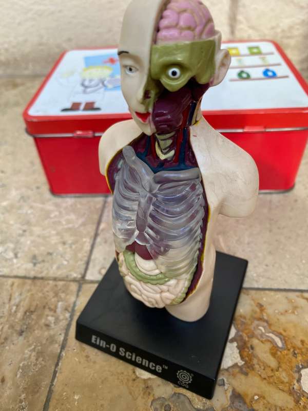 Human anatomy model figure  on stand ein o science