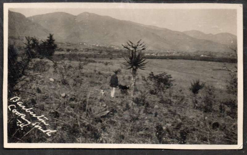 South Africa, Barberton Looking South, walker with dogs in bush, photo