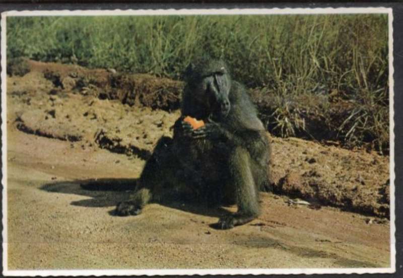 South Africa, Time for a Snack, Baboon / Bobbejaan at roadside, unused, Arthur English ( pub)