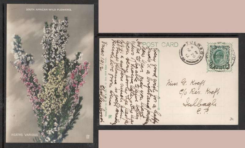 South Africa, wild flowers, heaths, Transvaal EVIIR 1/2d, STELLENBOSCH > TULBACHS
