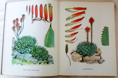 South African Aloes by Barbara Jeppe
