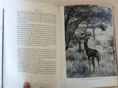 African animals, a collection of 3 books