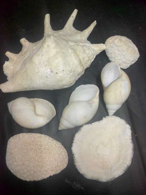 VINTAGE COLLECTION OF SEA SHELLS and other sea STONES