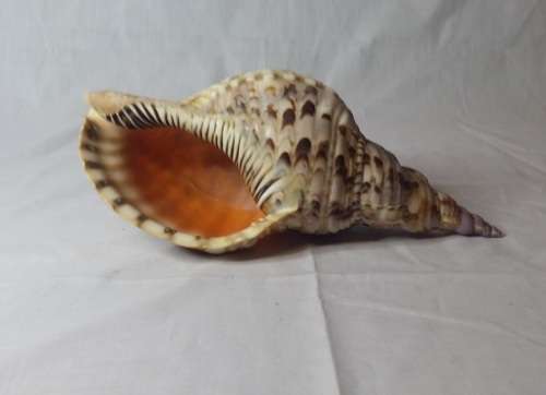 LARGE 28 CM X 13 CM SEA SHELL