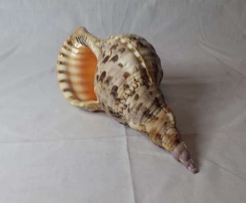 LARGE 28 CM X 13 CM SEA SHELL