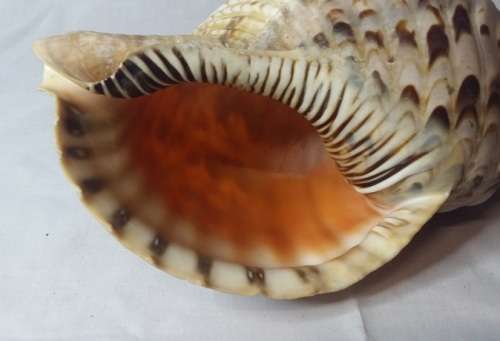 LARGE 28 CM X 13 CM SEA SHELL