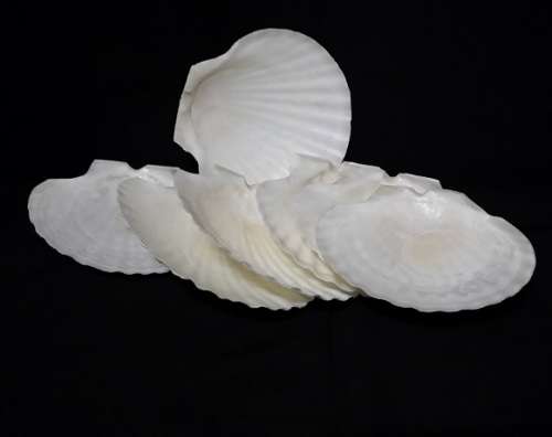 SET OF FIVE SHELL  HOR D'OEUVRE SERVING DISHES