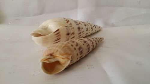 TWO SEA SHELLS
