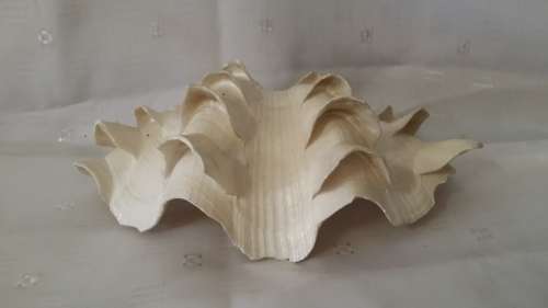 SEA SHELL