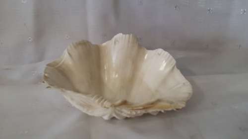 SEA SHELL