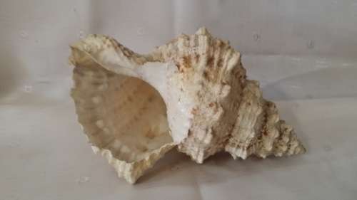 SEA SHELL