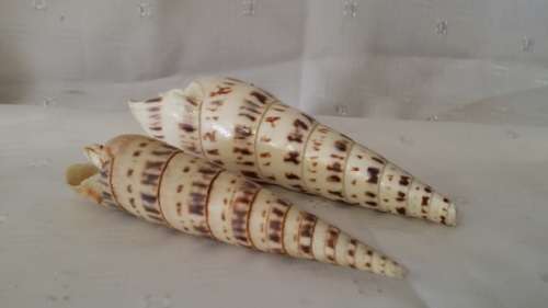 TWO SEA SHELLS