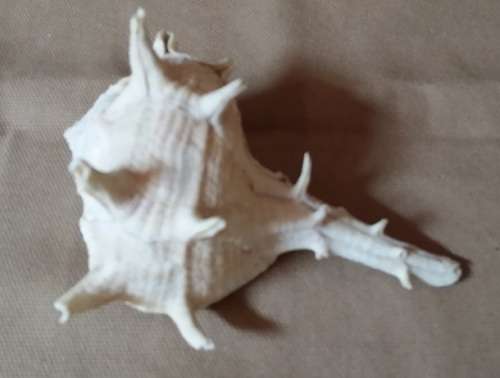 A LOVELY  SEA SHELL