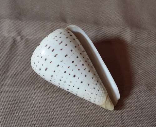 A LOVELY  SEA SHELL