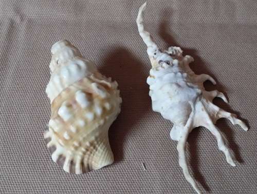 A LOVELY  SEA SHELL