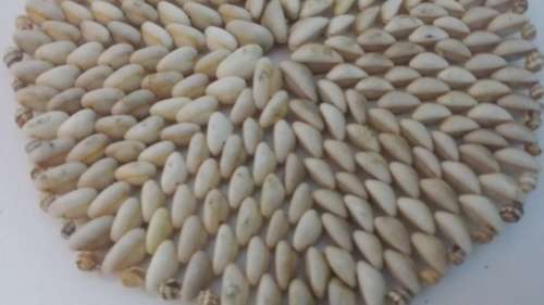 SEA SHELL PLACE MAT