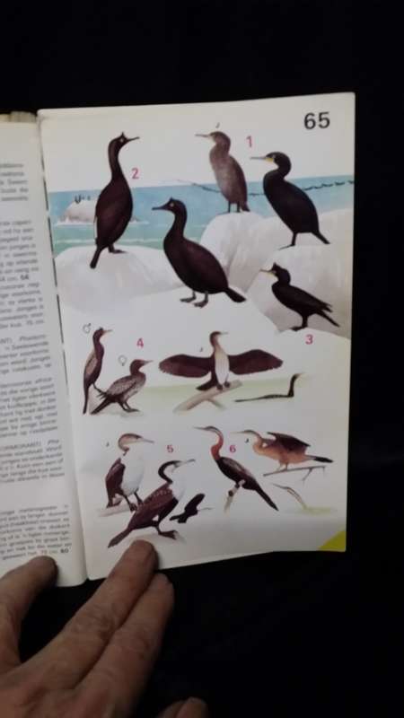 VOELS VAN SUIDER AFRIKA - KENNETH NEWMAN BOOK