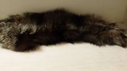 NATURAL GENUINE FUR SCARF / BUTTON COLLAR 42 CM