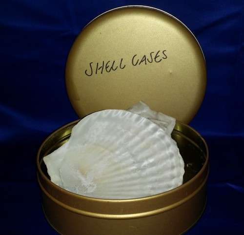 SET OF TWELVE SEA SHELLS